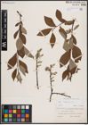 Foto von Salix caprea L.